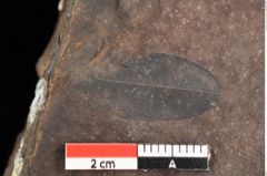 Foto (Detailsansicht) von Quercus palaeoilex Ettingshausen (NHMW-GEO-2024-0188-0823)